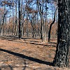 Bastrop SP